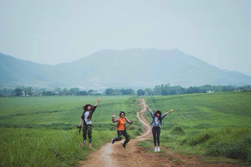 Hoa hướng dương Nghệ An